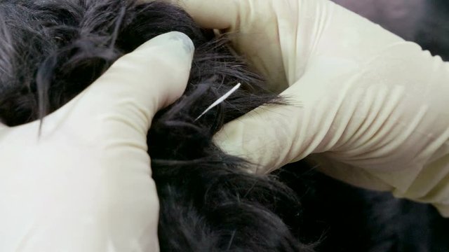 Ophthalmologist. The vet examining eyes of scotch terrier dog in a veterinary clinic. 4K