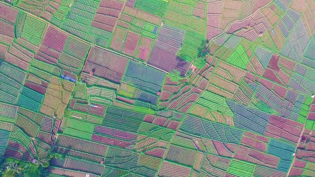 Aerial 360 degree view of onion plantations in Agrapura, Indonesia