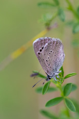 Butterfly in their natural environment.