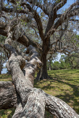 Live Oak Tree, Cumberland Island, Georgia