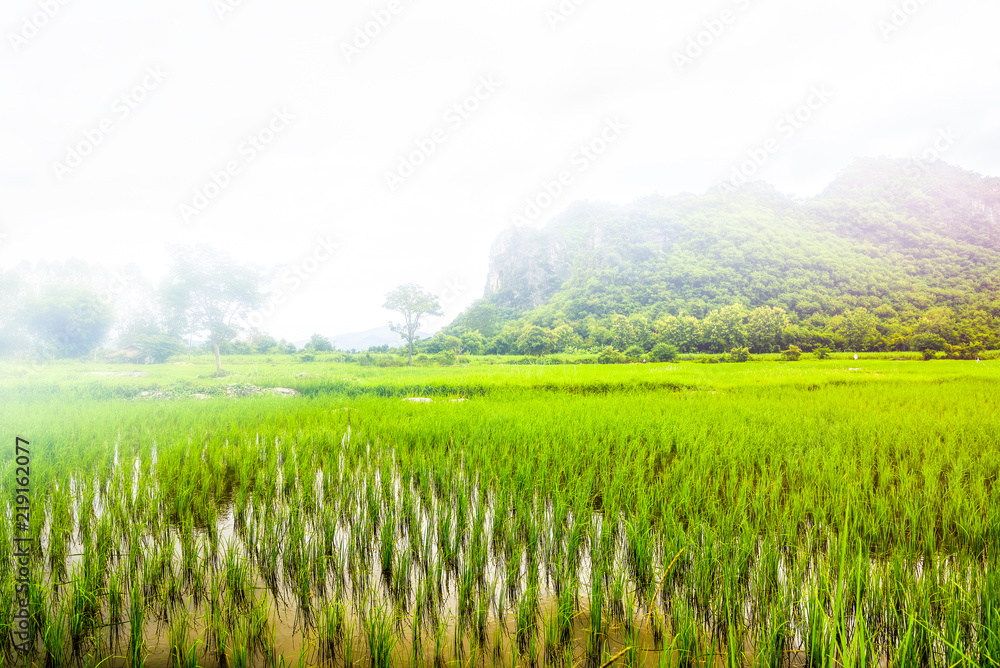 Aufkleber rice field with many fog