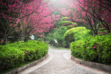 Sakura, Cherry blossoms flower, Garden walk way with beautiful pink sukura full blooming branch...