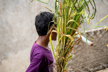 Boy lifting Grass