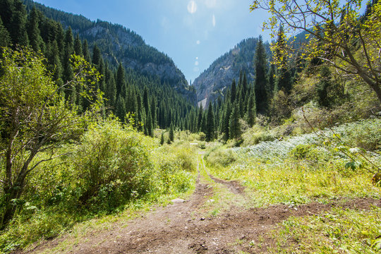 Fototapeta beautiful coniferous forest in the mountains in summer, Kazakhstan