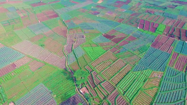 Aerial 360 degree view of onion plantations in Agrapura, Indonesia