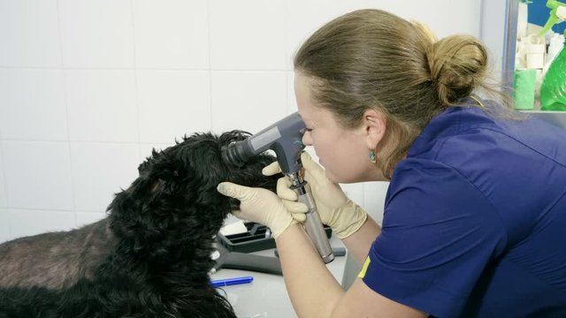 Ophthalmologist. The vet examining eyes of scotch terrier dog in a veterinary clinic. 4K