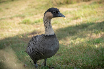 Gans