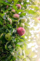 The apple is hanging on a branch. Fruit trees with fruits.
