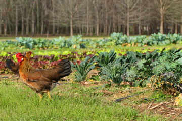 Chicken in a garden