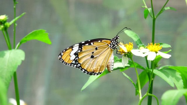 4K Thai beautiful butterfly on meadow flowers nature outdoor