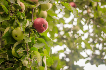The apple is hanging on a branch. Fruit trees with fruits.