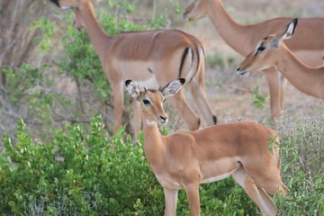 Impala famiglia