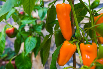 paprikapflanze mit paprika in orange und grün