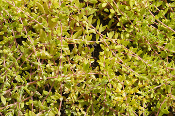 Sedum sarmentosum bunge succulent green plant