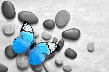 Obraz premium Błękitny motyl na zdroju kamienia popielatym tle.