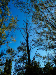 Obraz premium Bäume recken sich in den Himmel