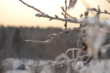 winter, snow, tree, nature, cold, frost, branch, ice, white, frozen, branches, forest, sky, season, plant, trees, blue, landscape, frosty, christmas, spring, weather, outdoors, snowy, macro