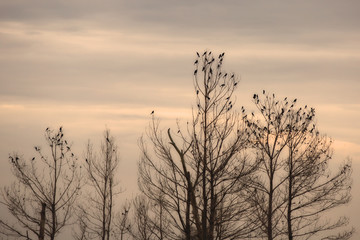 Obraz premium Birds in a tree