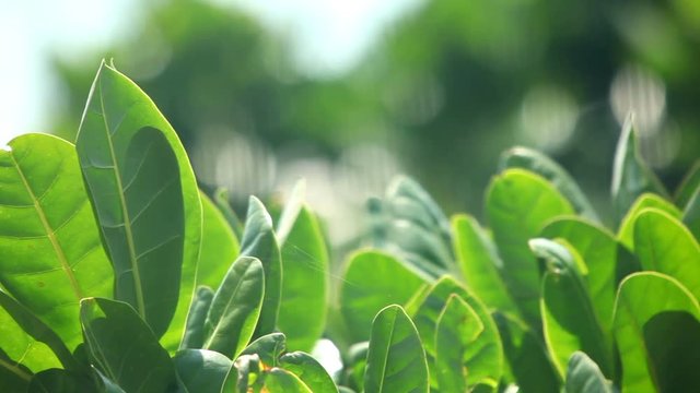 Green leaves in the wind