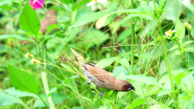 4Kscaly breasted munis bird in nature.