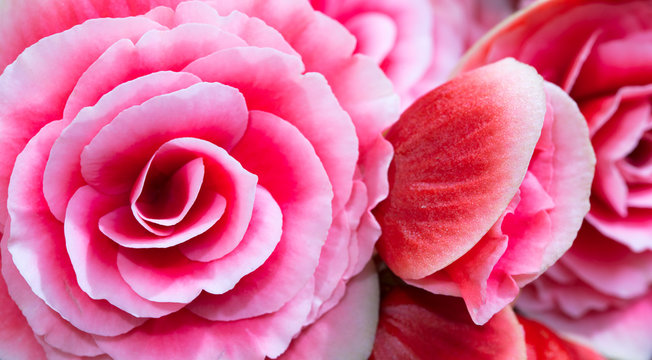 รูปภาพCor-De-Rosa – เลือกดูภาพถ่ายสต็อก เวกเตอร์ และวิดีโอ20,768 ...