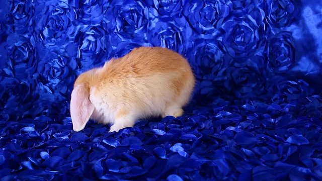 Wo orangle lop rabbit bunny vs watermelon