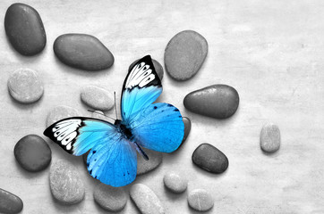 Fototapeta na wymiar Blue butterfly on spa stone grey background.