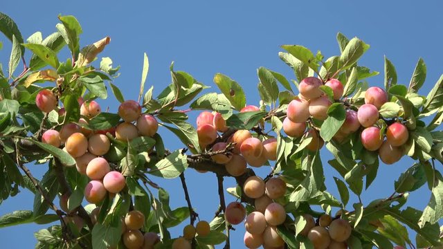Mirabellenfr&uuml;chte am Baum, Mirabellen, Prunus domestica subsp. syriaca