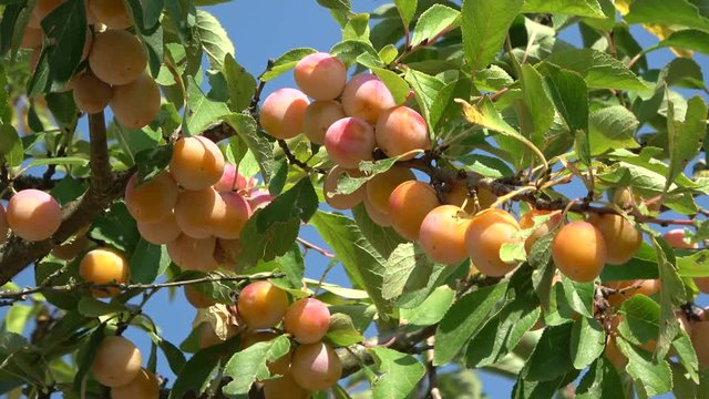 Mirabellenfr&uuml;chte am Baum, Mirabellen, Prunus domestica subsp. syriaca