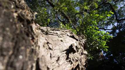Close up of a tree Brazil Campinas