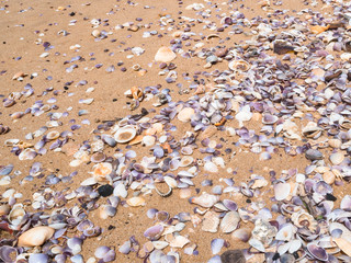sand ground floor and seashell at the sea beach