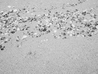 sand ground floor and seashell at the sea beach in black and white color