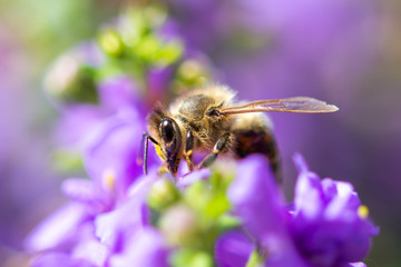 Bee on the flower. Small useful insect is working and making honey. Honeybee with wing on the blossom. Spring at countryside of meadow