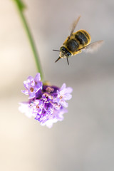 Bee on the flower. Small useful insect is working and making honey. Honeybee with wing on the blossom. Spring at countryside of meadow