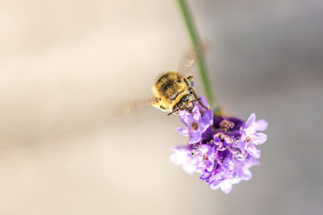 Bee on the flower. Small useful insect is working and making honey. Honeybee with wing on the blossom. Spring at countryside of meadow