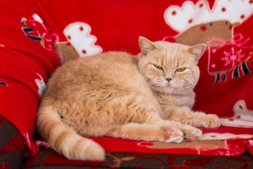 British cat relaxation on the chair. Cute female cat is almost sleeping. Creme color cat on red chair