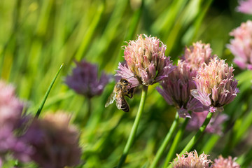 Bee on the flower. Small useful insect is working and making honey. Honeybee with wing on the blossom. Spring at countryside of meadow