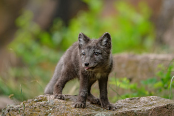 Fototapeta premium Cute cub of an arctic fox (Alopex lagopus beringensis) on a background of bright green grass in a cool polar summer on the Bering island, the Commander Islands. Selective focus on the eyes of the fox.