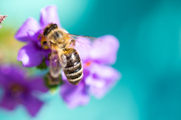 Bee on the flower. Small useful insect is working and making honey. Honeybee with wing on the blossom. Spring at countryside of meadow