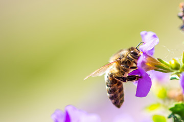 Bee on the flower. Small useful insect is working and making honey. Honeybee with wing on the blossom. Spring at countryside of meadow