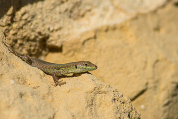 A small green lizard sunbaths on a yellow rock