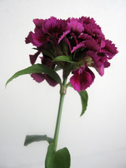 beautiful carnation flowers in a vase on a table . Bouquet of violet, purple and pink multicolor flower. Decoration of home. Wallpaper and background. Vertical photo