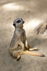 Fototapeta premium Full body of sitting wild African Meerkat (Suricata suricatta)
