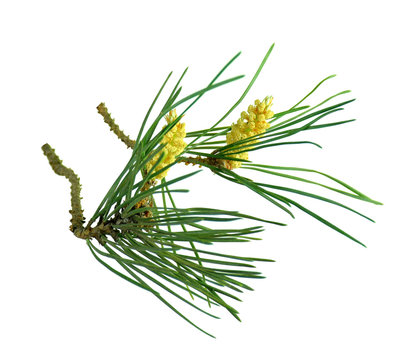 Pine branches with cones. Isolated without a shadow. Close-up. New Year. Decor.