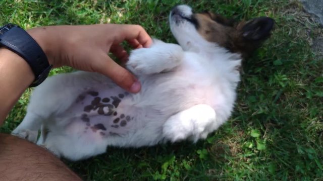 Puppy playing in grass 7