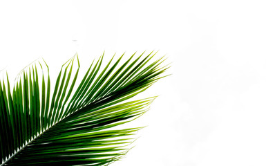Fototapeta premium palms leaf on white background