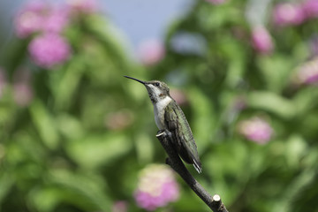 Perched in the Lantana