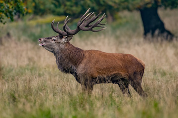 Red Deer Stags (Cervus elaphus)