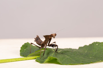 brown praying mantis or mantid very close up Latin name mantis religiosa settled on a gerbera leaf