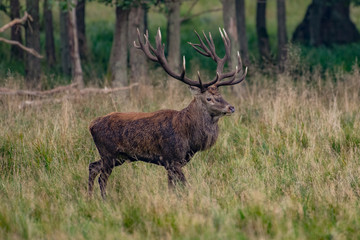 Red Deer Stags (Cervus elaphus)